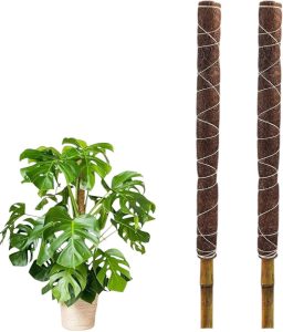 Kit 02 Tutor Planta Trepadeira Em Bambu E Fibra De Coco